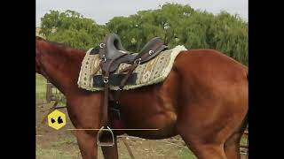 The McClellan Saddle - a working saddle