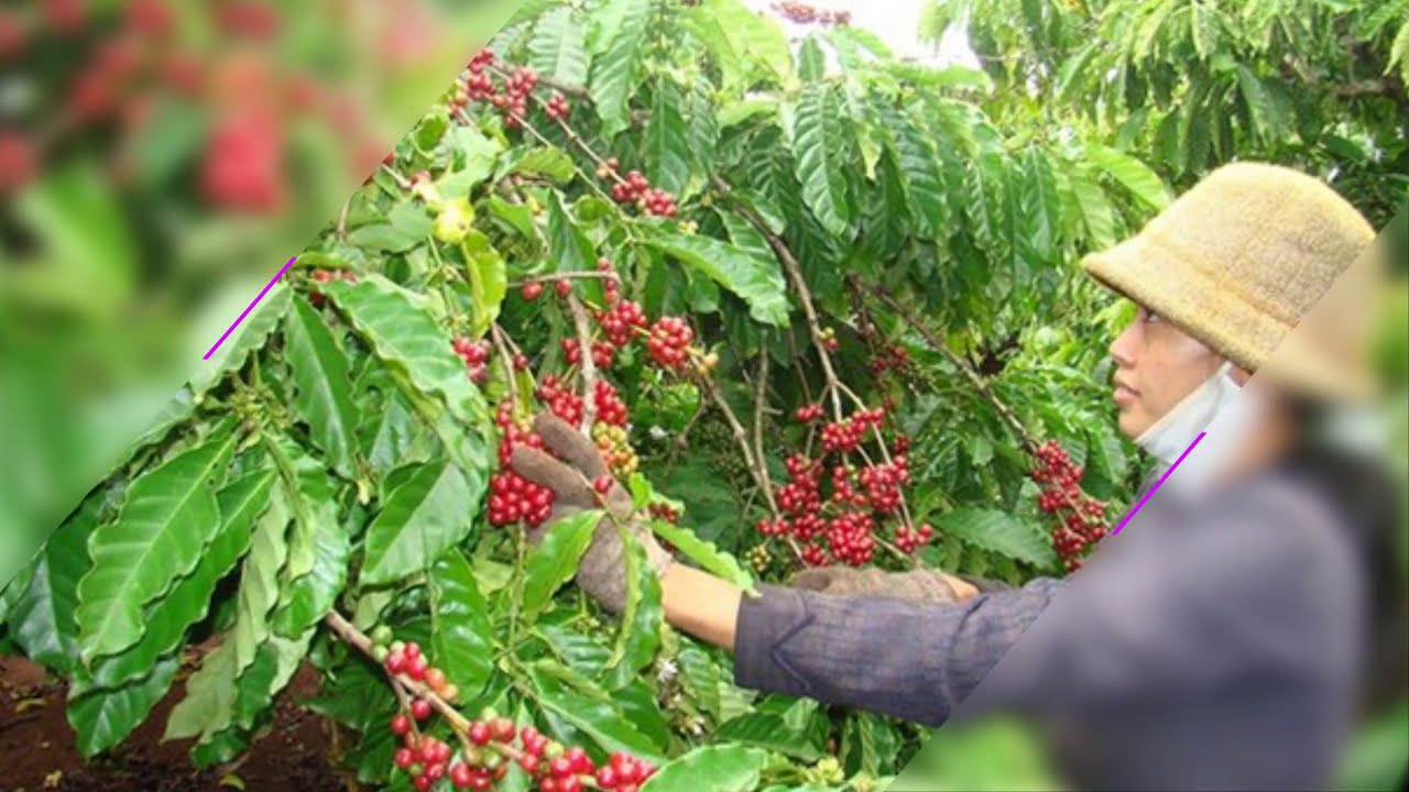 Cách chăm sóc trồng cà phê cho hiệu quả kinh tế cao
