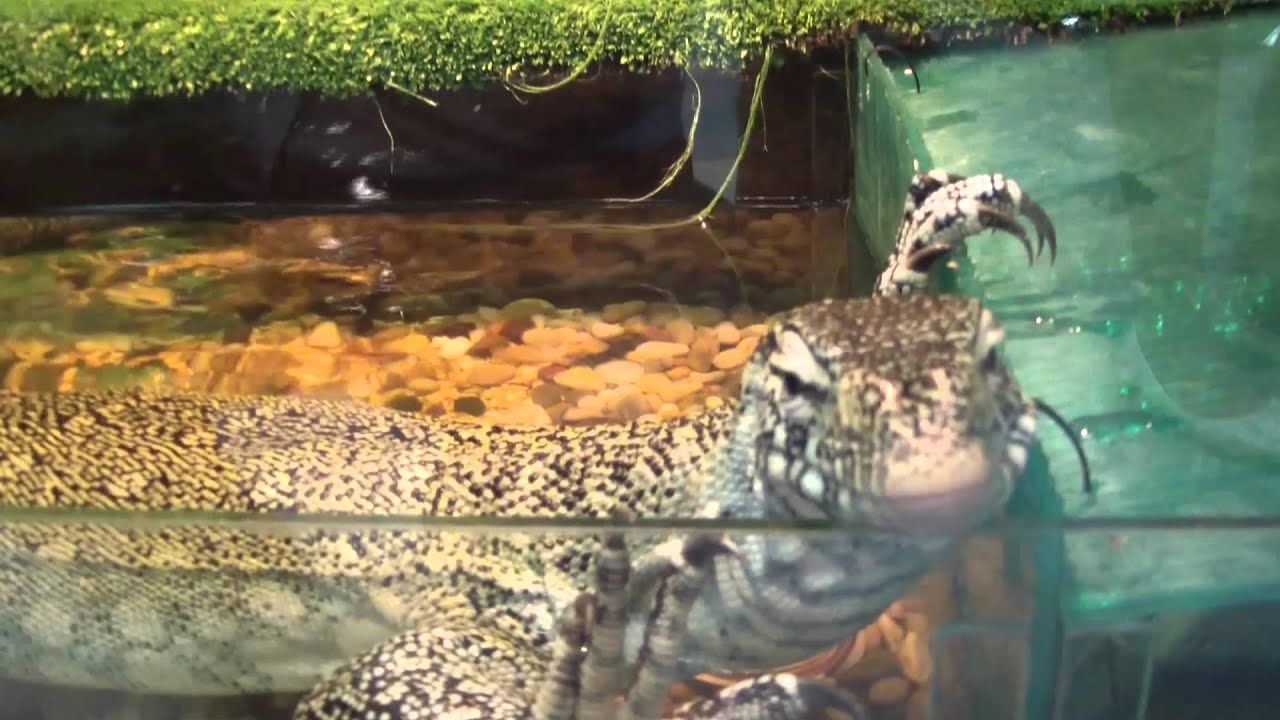 Варан водный (полосатый). Varanus salvator.