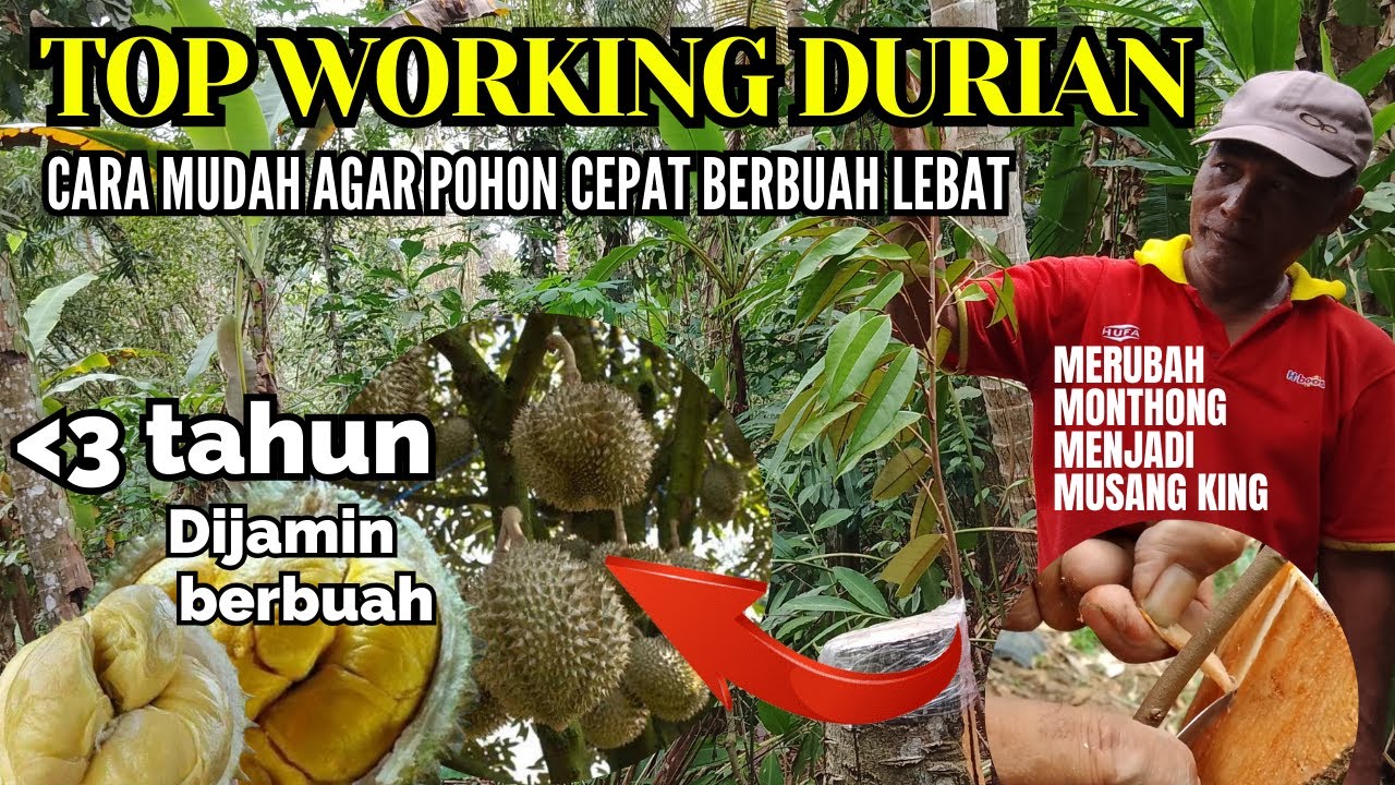 CARA TOP WORKING CEPAT BERBUAH | POHON BESAR USIA 4 TAHUN MONTONG DIGANTI MUSANG KING SUPER