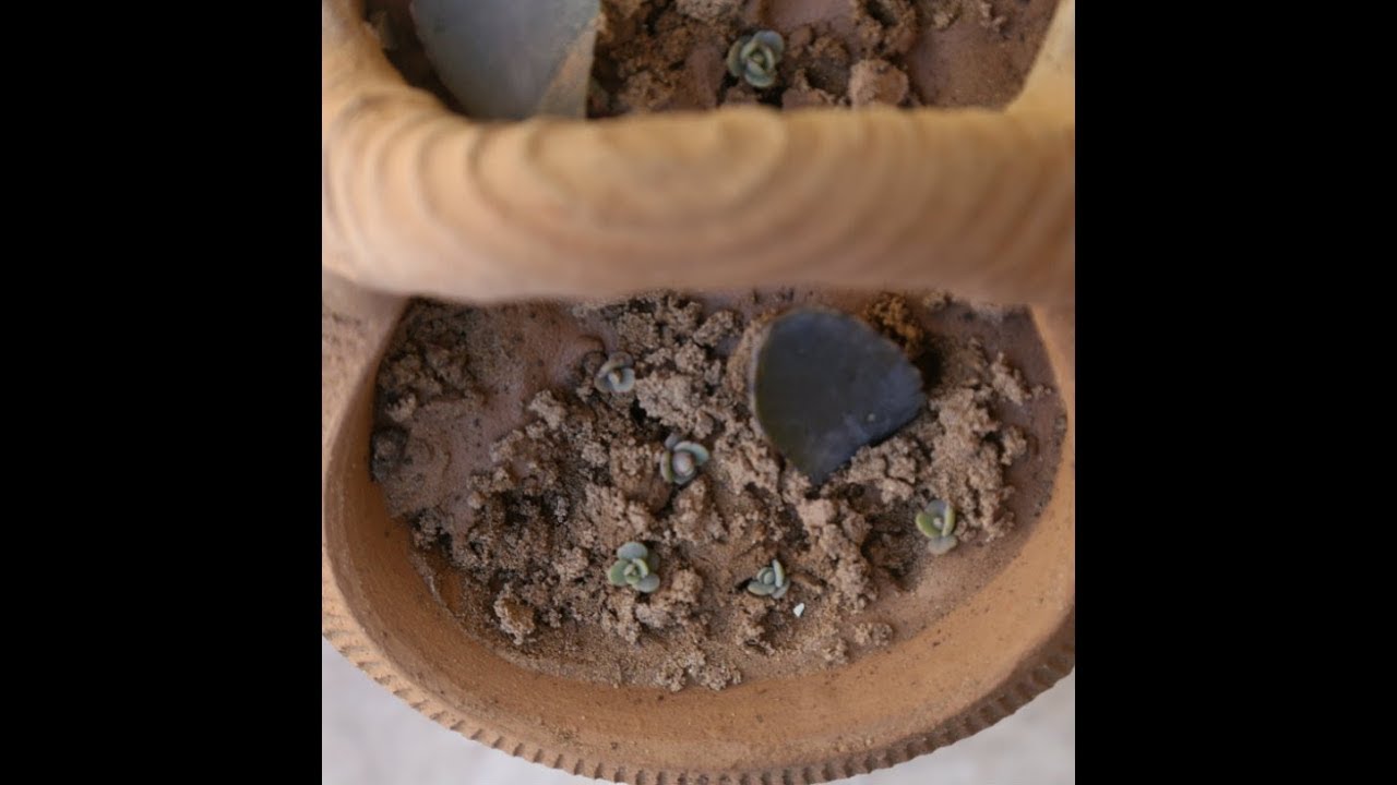 How To Propagate your Succulent Plants Using Cuttings and Leaves(Urdu