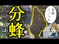分蜂とは何か 分かりやすく解説 日本ミツバチ 分蜂とは何か 分かりやすく解説 日本ミツバチ