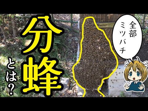 分蜂とは何か？分かりやすく解説【日本ミツバチ】