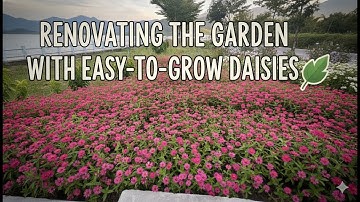 “Renovating the garden with easy-to-grow daisies.”