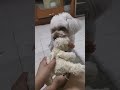 Cute poodle snatches soft toy away from owner hand