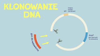 Jak Działa Klonowanie Dna? Miejsce Restrykcyjne, Plazmidy, Systemy Bakteryjne.