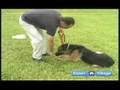 Basic Dog Training Techniques : How to Use Hand Signals When Training Your Dog Basic Dog Training Techniques : How to Use Hand Signals When Training Your Dog