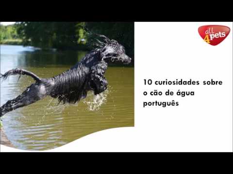 Vídeo: Curiosidades Sobre O Cão De água Português