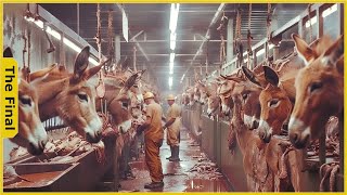 Donkey Farm - Journey From the Farm to the Best Modern Donkey Processing Factory | Food Factory