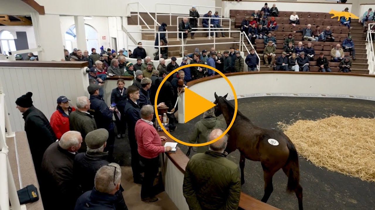 November National Hunt Sale 2025 Review