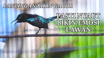 TERAPI KONIN GACOR FULL ISIAN ROL TEMBAK, COCOK BUAT PANCINGAN KOLIBRI NINJA BAHAN AGAR BUNYI GACOR