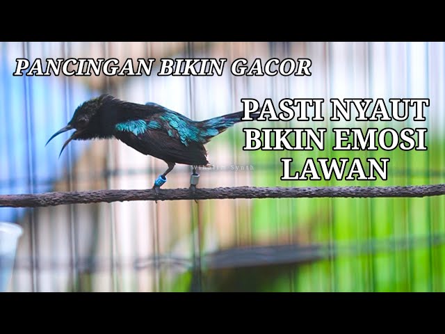 TERAPI KONIN GACOR FULL ISIAN ROL TEMBAK, COCOK BUAT PANCINGAN KOLIBRI NINJA BAHAN AGAR BUNYI GACOR class=