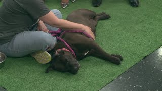 Ready Pet GO! Wayne County Dog Shelter visits 3News with Dorothy