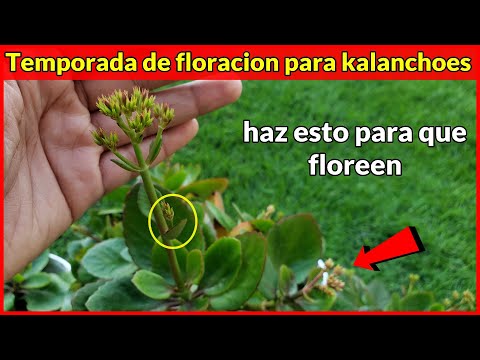 HAZ ESTO Y LOGRA UNA FLORACIÓN MARAVILLOSA - Temporada de floración en los kalanchoes,