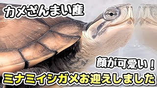 Turtle] We welcomed a Vietnamese pond turtle! Setting up the
