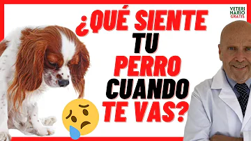 ¿Qué perro tiene menos ansiedad por separación?