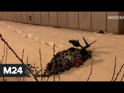В Москве неизвестные выбросили елку из окна - Москва 24