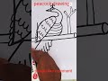 ময়ূর আঁকা শেখা|ময়ূর |peacock |peacockdrawing |peacock_rangoli|drawing|art |ছবিআঁকা|