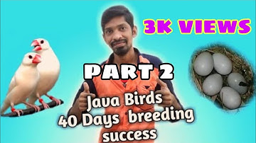 java breeding video tips in tamil