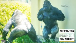 Gorilla Dad Still Loves His Teenage Son | The Shabani Group