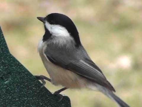 Black-Capped Chickadee - HD Mini-Documentary