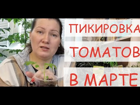 ПИКИРОВКА  РАССАДЫ ТОМАТОВ ПОШАГОВО ОТ А ДО Я