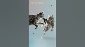 Crazy Cat Lady: The Tabby Cat  #blender #animals #Cat