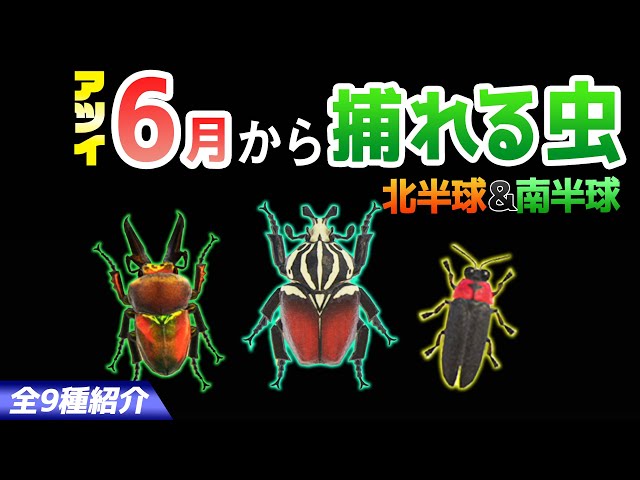 Animal Crossing: New Horizons] Introducing all the insects you can