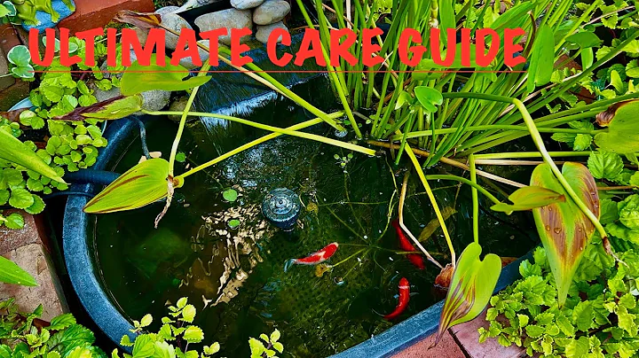 The Goldfish Pet Care Guide