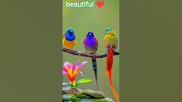 Al-Buruj (سورة البروج) - surah buruj ki Tilawat#birds  #سورة_البروج