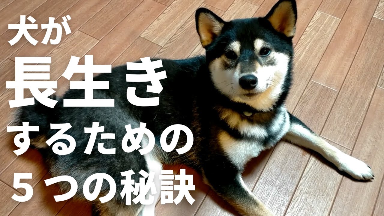 犬が長生きするための5つの秘訣 Youtube 犬が長生きするための5つの秘訣 Youtube