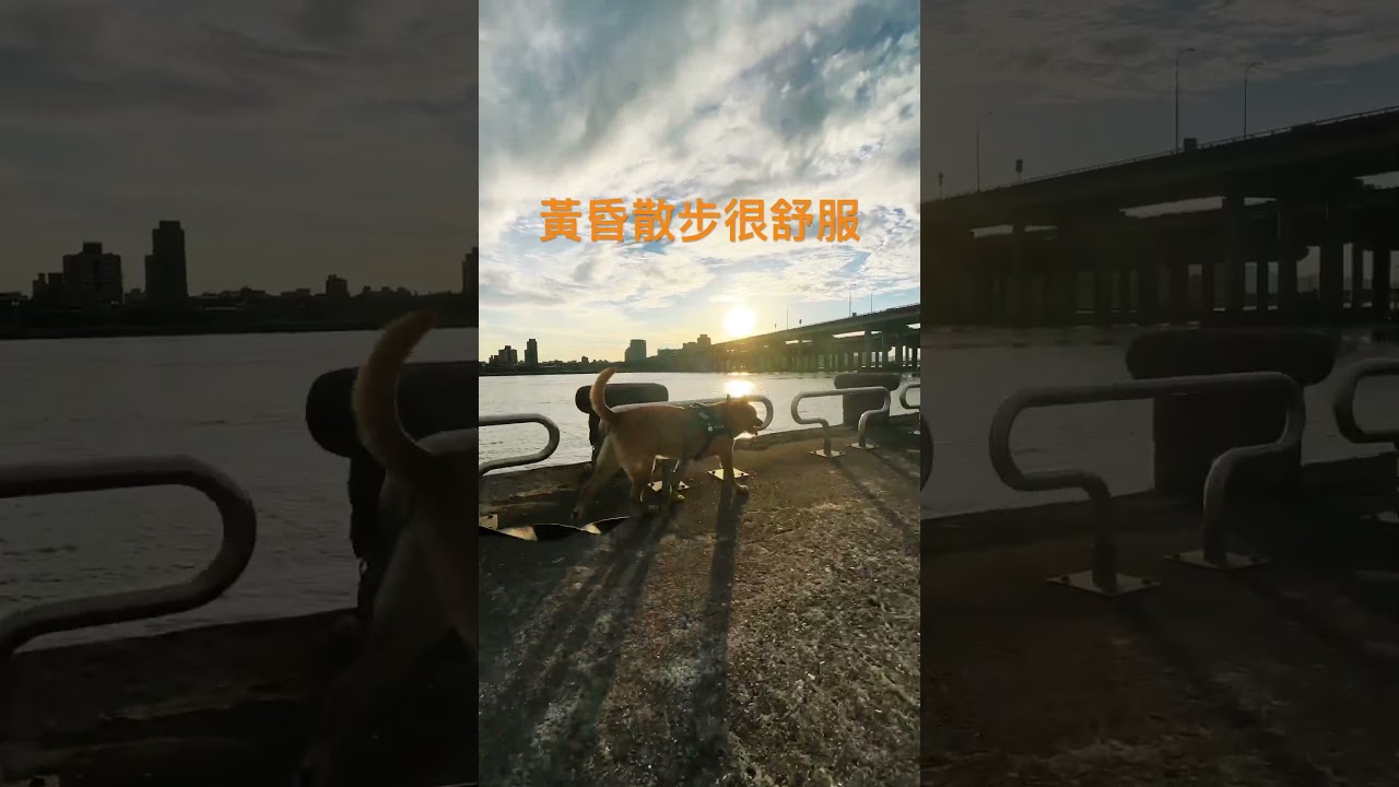 #shorts #狗狗 #米克斯 #唐狗 縮圖
