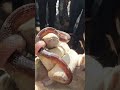 Bhilai हाऊसिंग बोर्ड सरकारी स्कूल में सांप