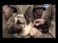Фильм про Ростовскую школу служебно-розыскного собаководства.