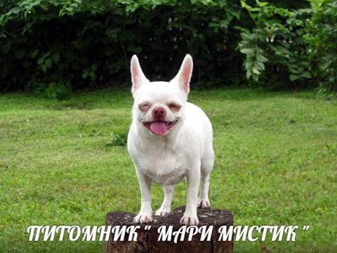 ЧИХУАХУА БЕЛОГО ОКРАСА / ЦЕНЫ НА ЩЕНКОВ ЧИХУА / ПИТОМНИК МАРИ МИСТИК СПБ