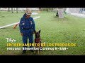 Entrenamiento de los perros de rescate: Binomios Caninos K-SAR - TvAgro por Juan Gonzalo Angel