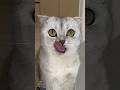 papins31😁#shorts #funnyvideos #funny #viral #cat #pets #catlover #funnycats #cats