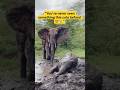 Elephant and Its Baby Playing in the Mud 🐘💖 | Cute Elephant Moment#short #youtubeshorts #shortsfeed