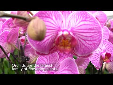 Did You Know? (Amazing Orchid Facts)