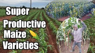 Best and super Corn /Maize 🌽 varieties to grow in your Zone and make good returns at a low cost.