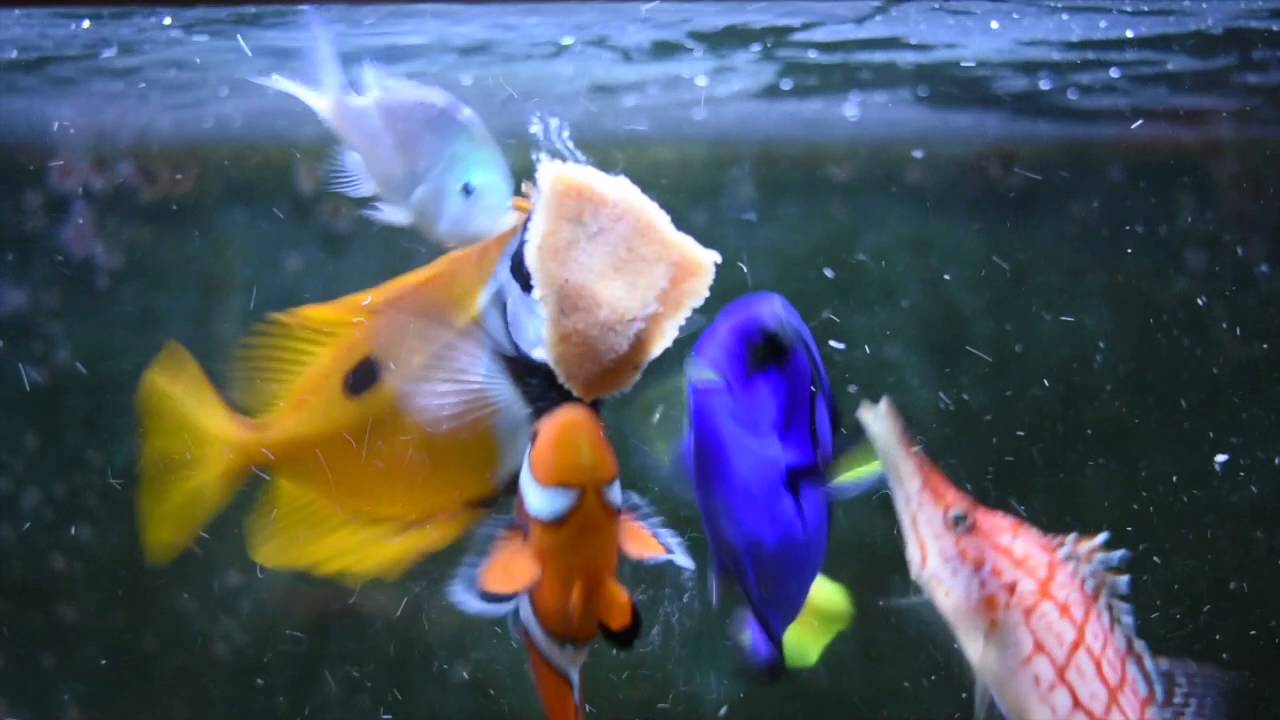 reef aquarium shop Looking for an easier way to feed LRS? 