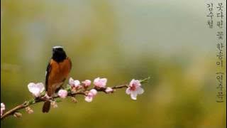 김수철 - 못다핀 꽃한송이 (1983年)