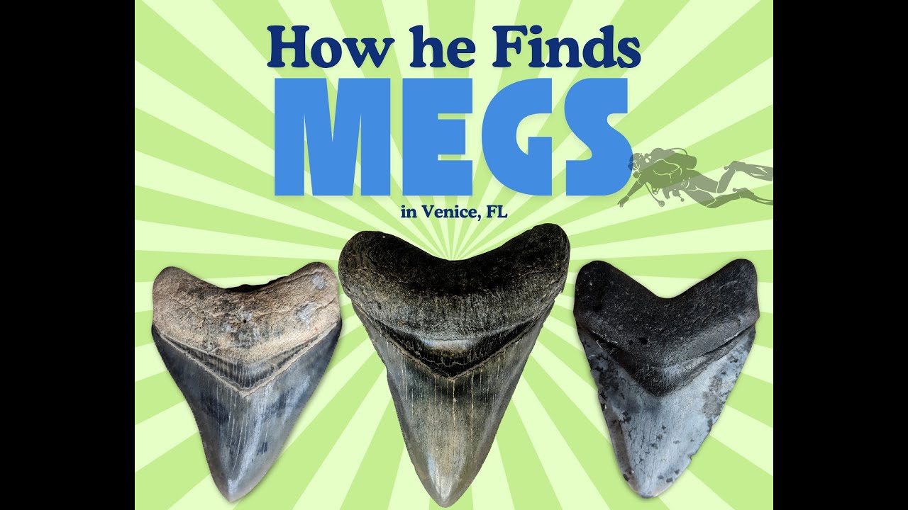 How He Finds Megalodon Teeth: Venice, FL Fossil Diving