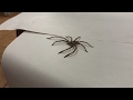 Meet australias biggest huntsman spider behemoth