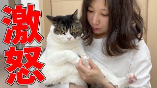 息子猫がママにマジギレしちゃいました…