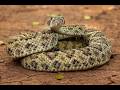 6 Snake Hotspots in the Pacific Northwest: A Guide to Snake Watching