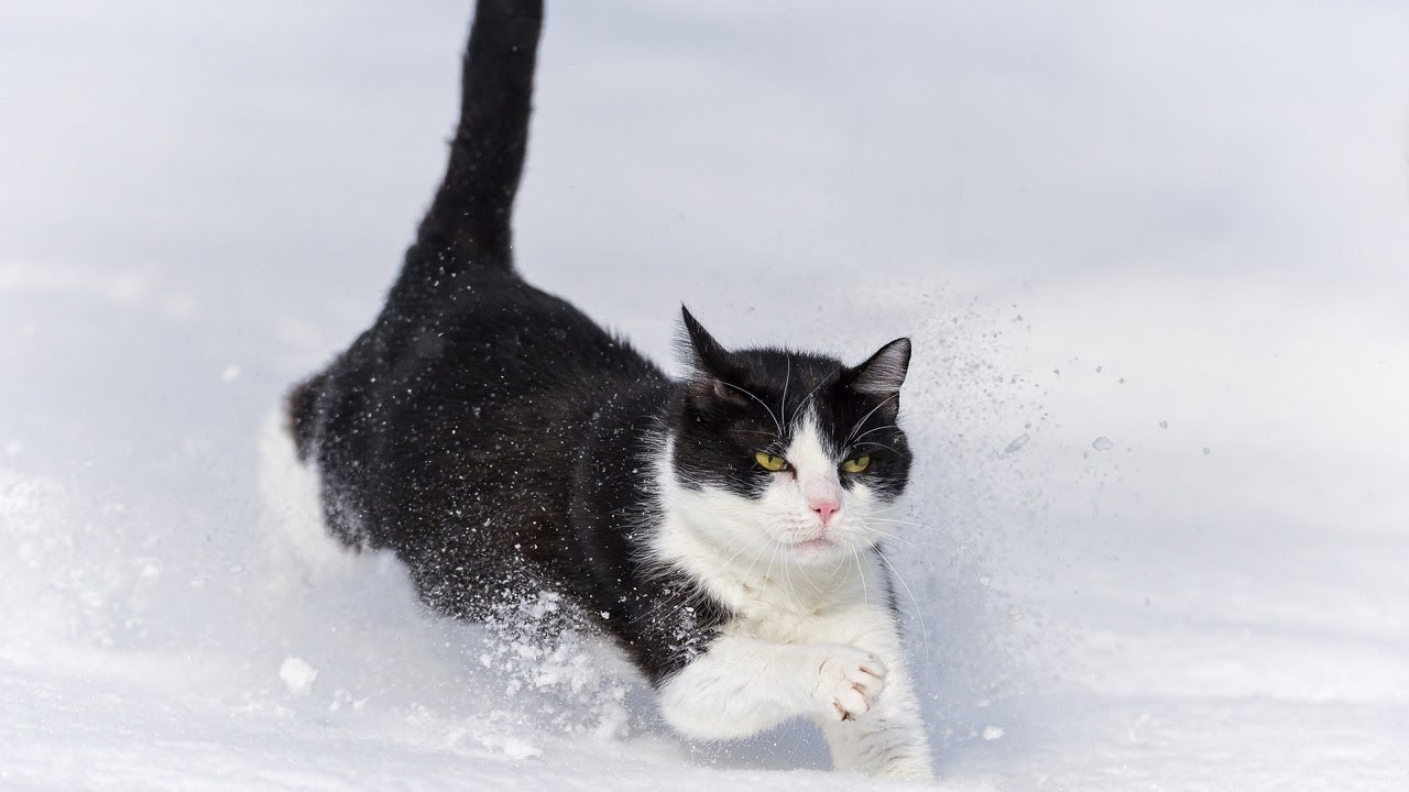 Cats First Time in Snow Compilation 2018 [NEW] - YouTube