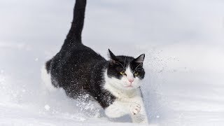 Cats First Time in Snow Compilation 2018 [NEW] by TheCutenessCode 1,071 views 5 years ago 2 minutes, 3 seconds