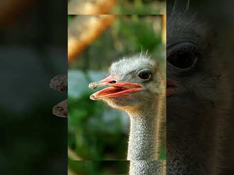 نعامه  نعامه  صوت طيور 