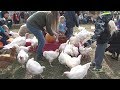 Thanksliving 2017  indraloka animal sanctuary